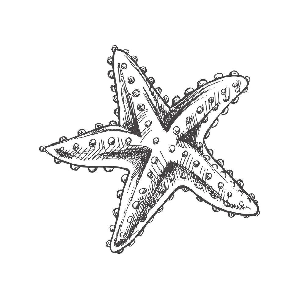 mano disegnato schizzo di marino stella marina, oceano acquatico subacqueo vettore. incisione illustrazione su bianca sfondo. vettore