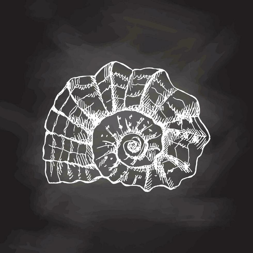 mano disegnato bianca schizzo di preistorico ammonite, conchiglia. schizzo stile vettore illustrazione isolato su lavagna sfondo.