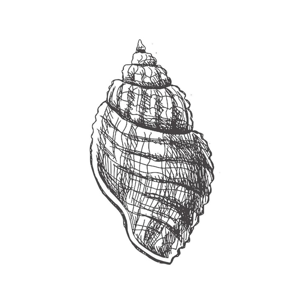 mano disegnato schizzo di conchiglia, mollusco, conchiglia. pettine mare guscio, schizzo stile vettore illustrazione isolato su bianca sfondo.