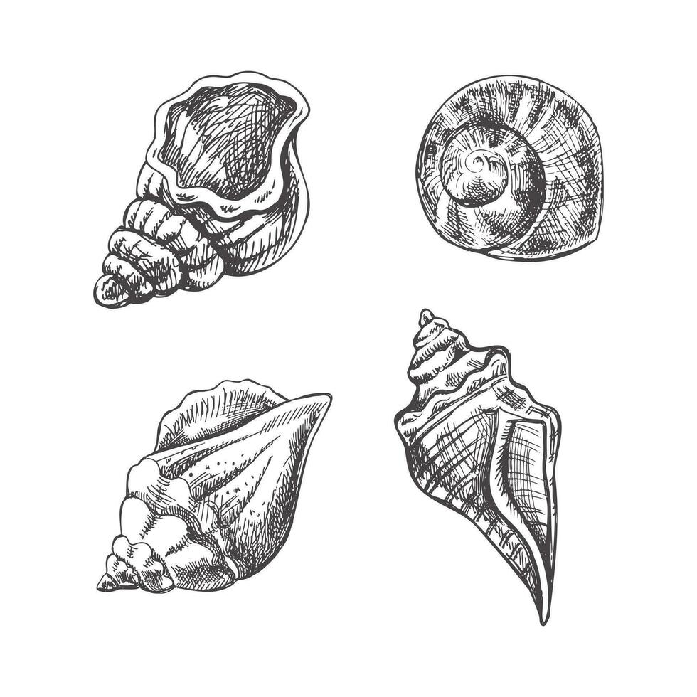 conchiglie, ammonite vettore impostare. mano disegnato schizzo illustrazione. collezione di realistico schizzi di vario molluschi mare conchiglie di vario forme isolato su bianca sfondo.