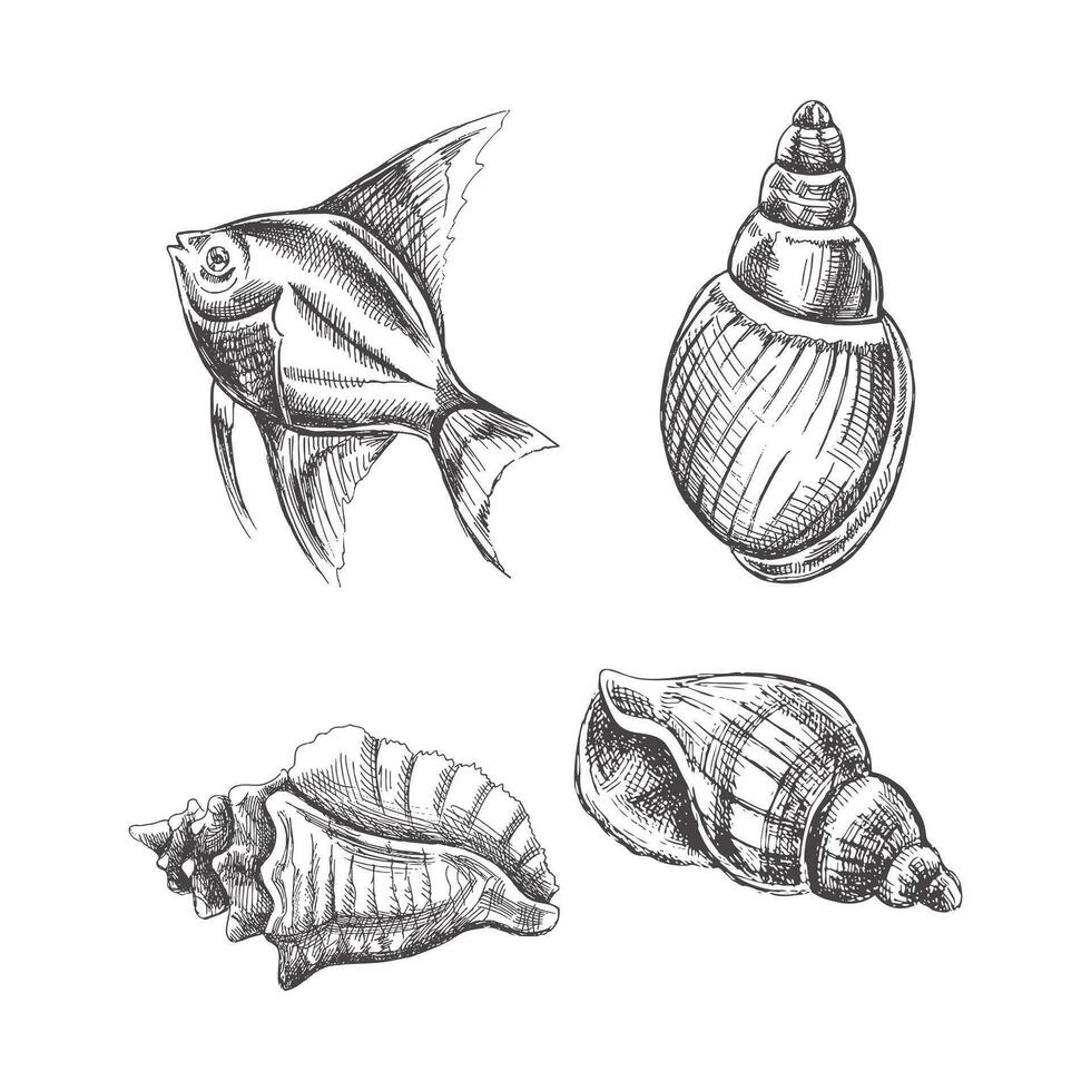 conchiglie, tropicale pesce vettore impostare. mano disegnato schizzo illustrazione. collezione di realistico schizzi di vario molluschi mare conchiglie di vario forme isolato su bianca sfondo.