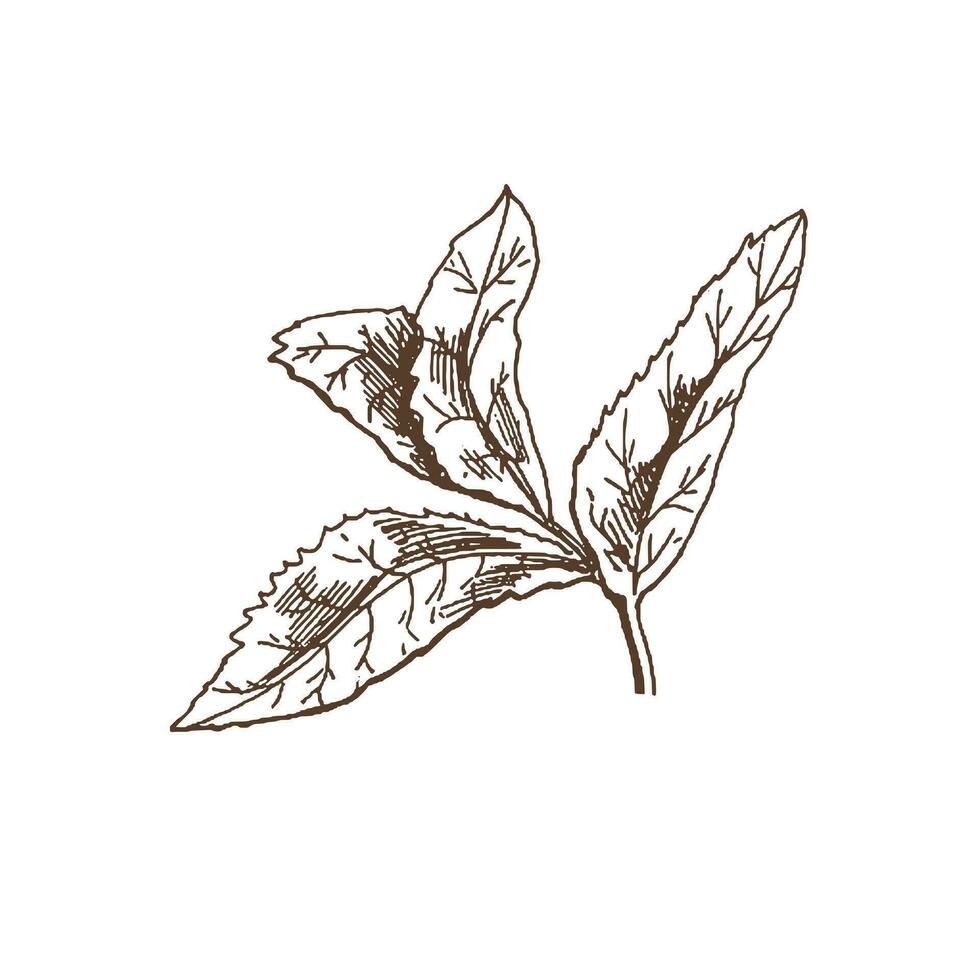 biologico cibo. mano disegnato vettore schizzo di menta le foglie. scarabocchio Vintage ▾ illustrazione. decorazioni per il menù e etichette. inciso immagine.