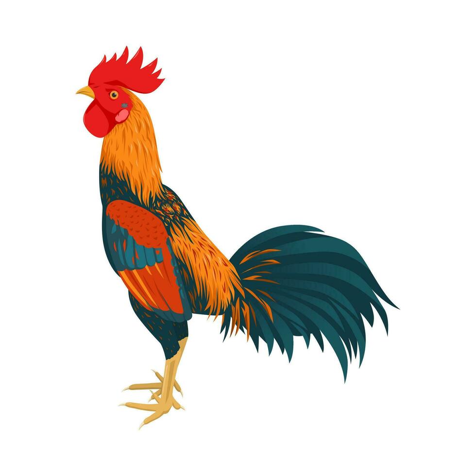 colorato Gallo vettore illustrazione, pollame agricoltura isolato su un' bianca sfondo, pollo