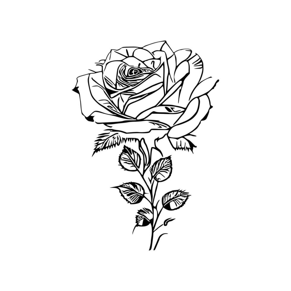 bellissimo mano disegnato fiore rosa schizzo vettore