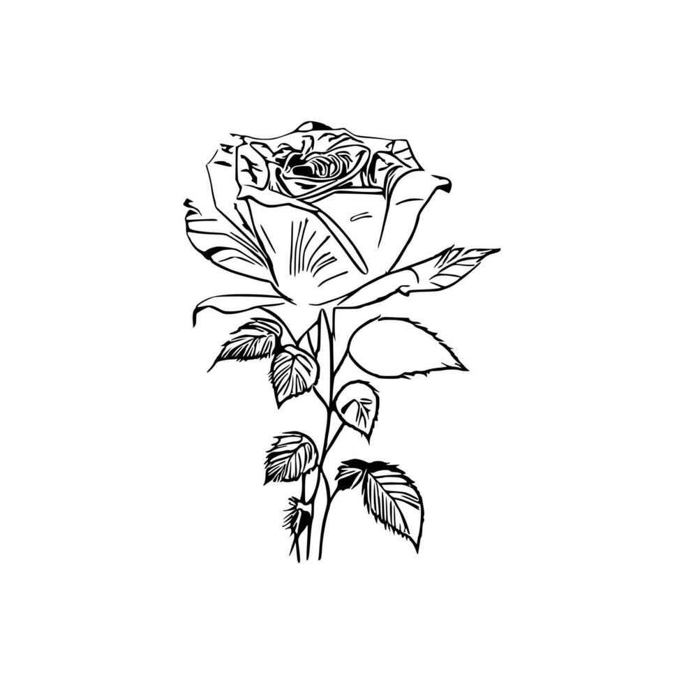 bellissimo mano disegnato fiore rosa schizzo vettore