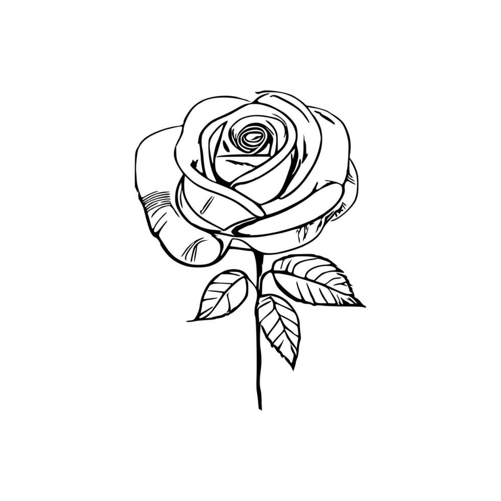 bellissimo mano disegnato fiore rosa schizzo vettore