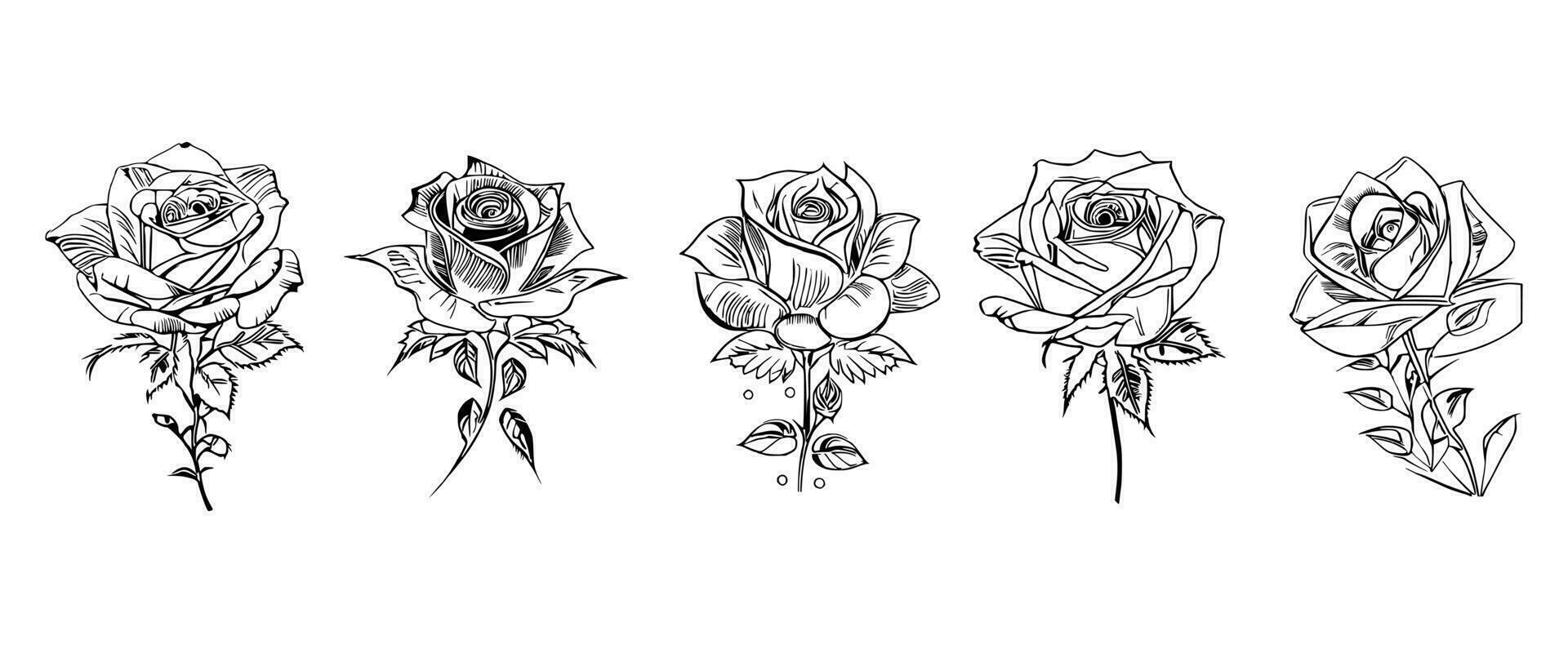 bellissimo mano disegnato fiore Rose vettore