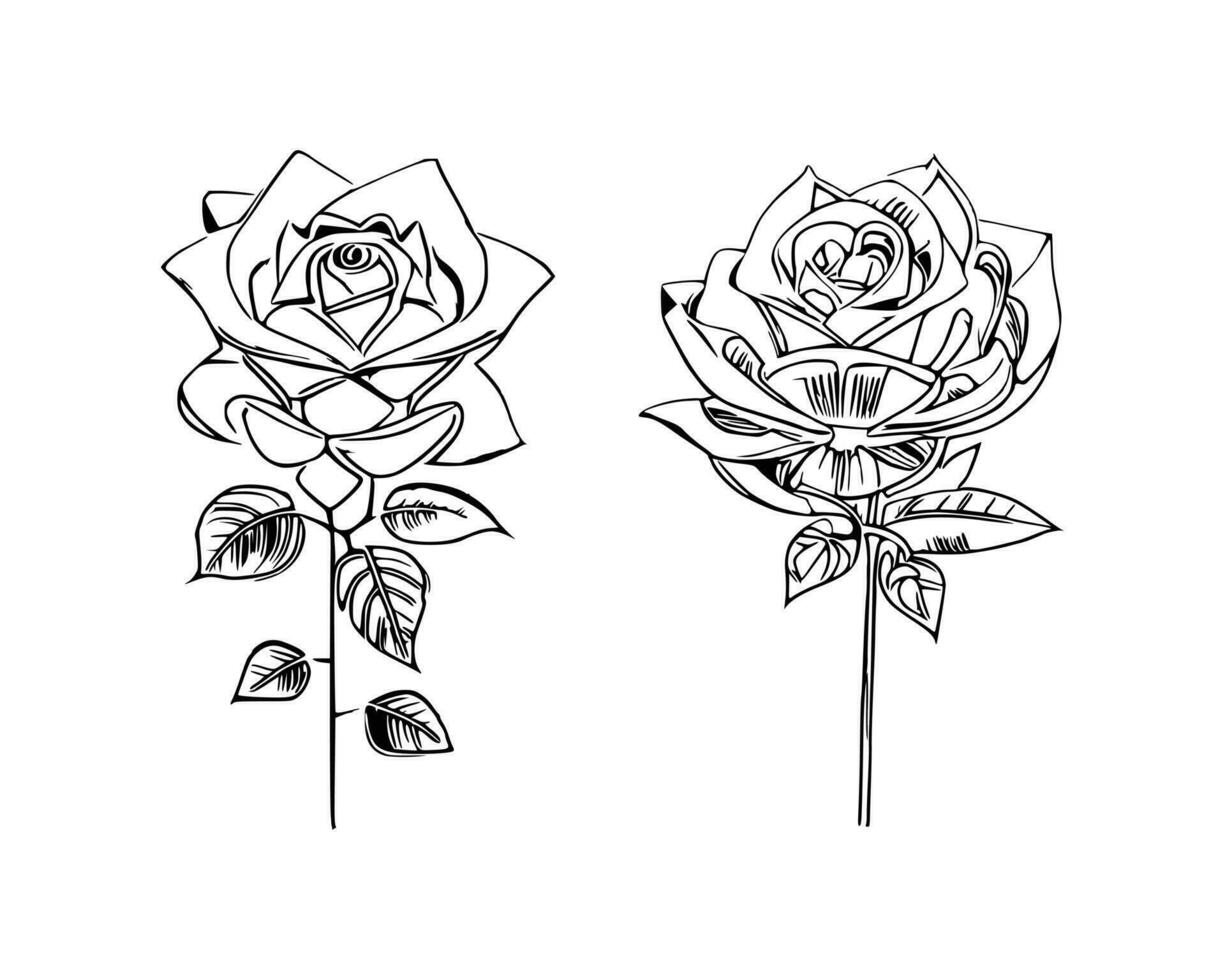 bellissimo mano disegnato fiore Rose vettore