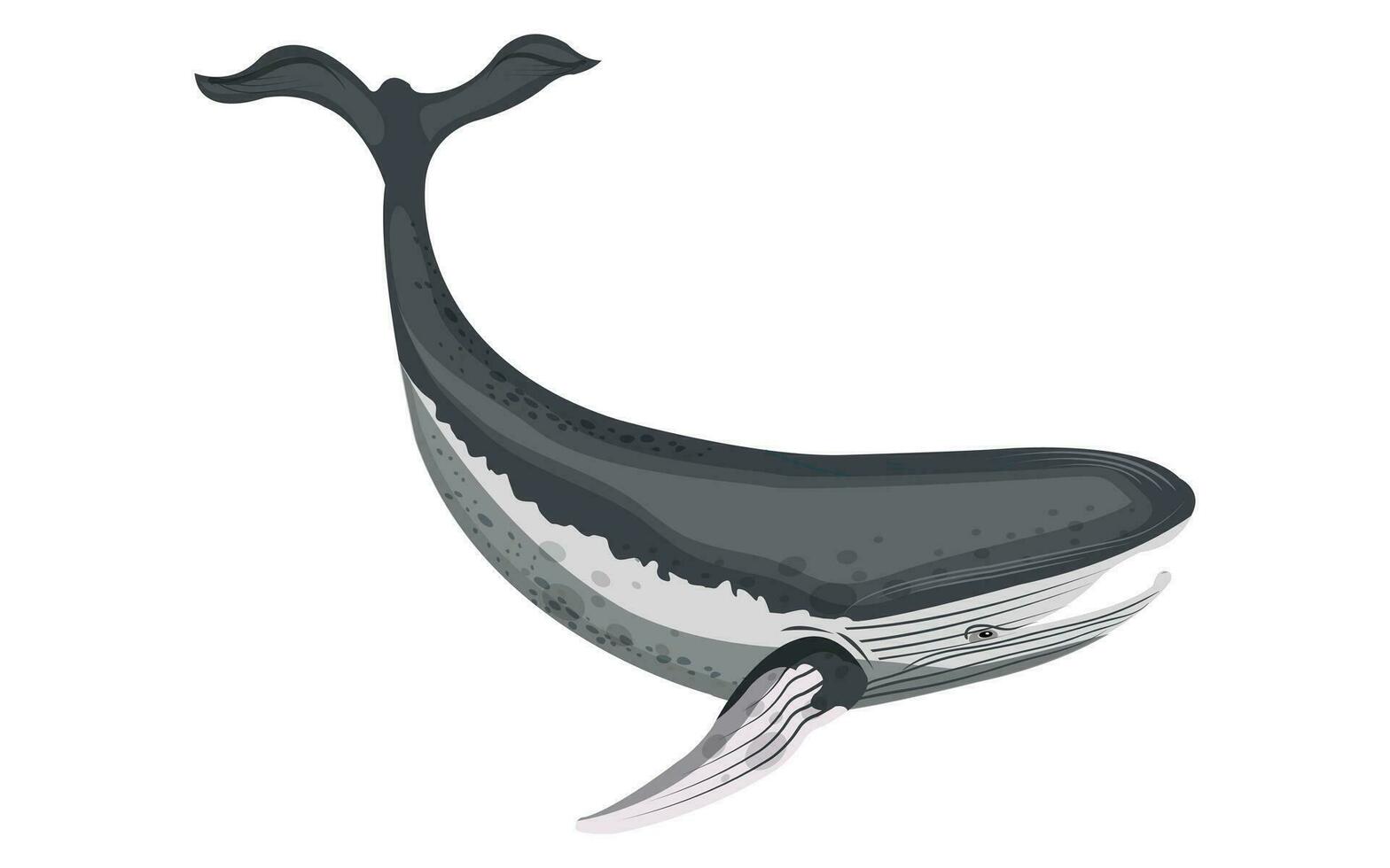 nuoto balena icona colorato cartone animato schizzo vettore