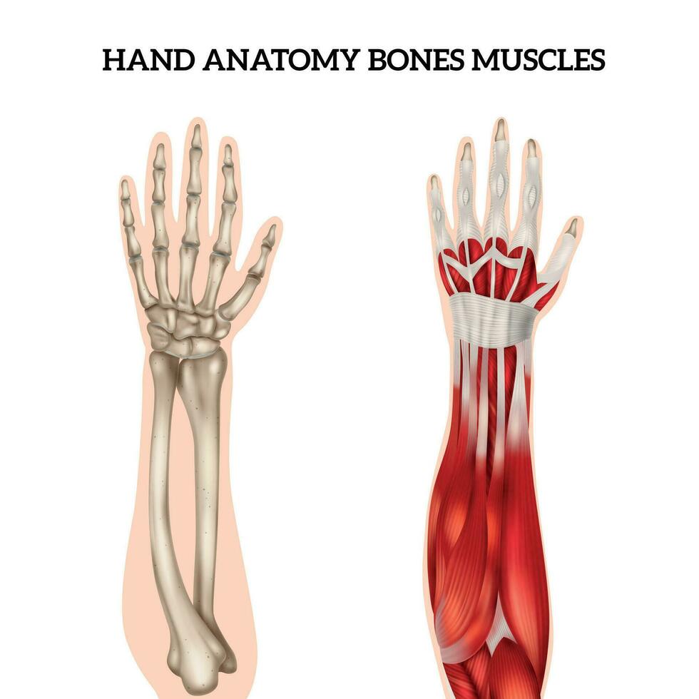 mano anatomia impostato vettore