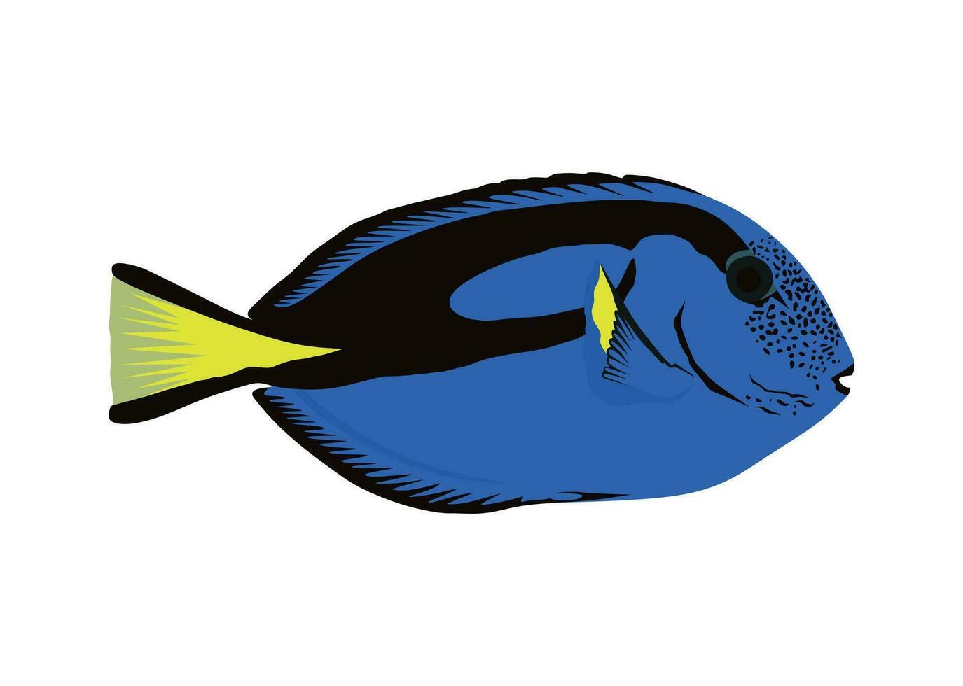 luminosa blu chirurgo pesce isolato su bianca sfondo vettore