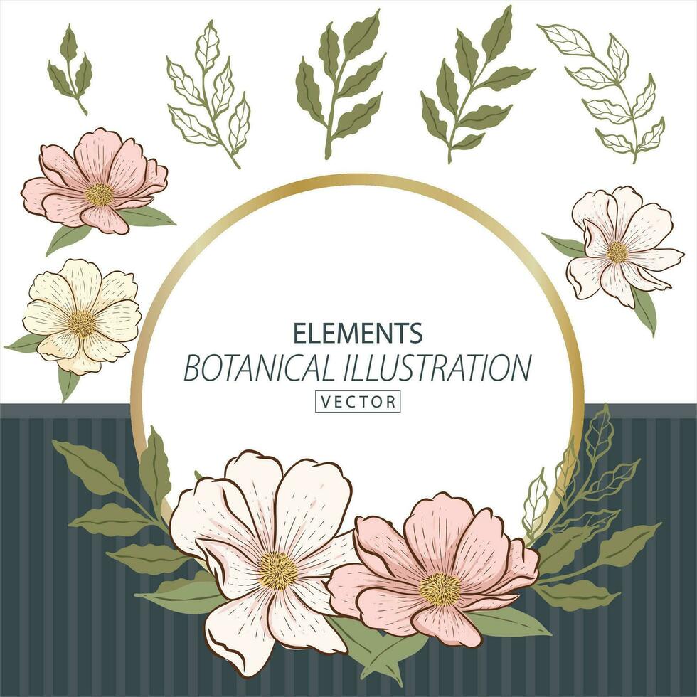 botanico cosmo fiore illustrazione mano disegnato elementi e telaio vettore