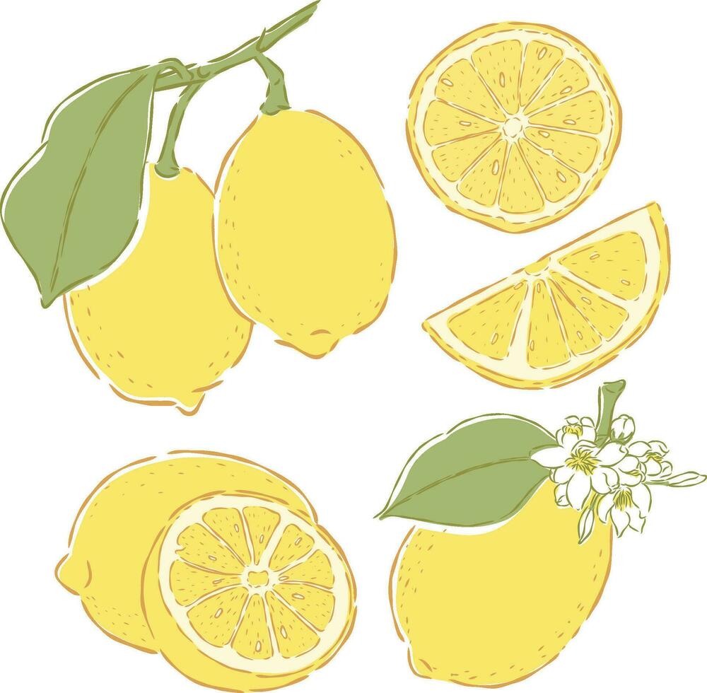 Limone frutta mano disegnato scarabocchio illustrazioni vettore impostato