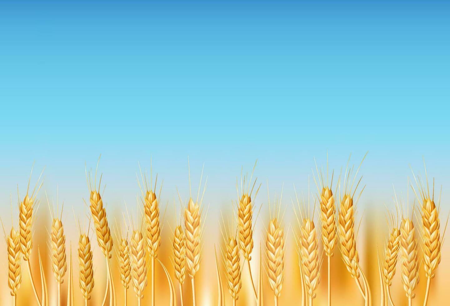 d'oro Grano campo nel il ucraino campagna. ideale per agricoltura, agricoltura, e natura a tema disegni. illustrazione di maturo cereale colture sotto un' blu cielo. realistico disegno con biologico agricoltura vettore