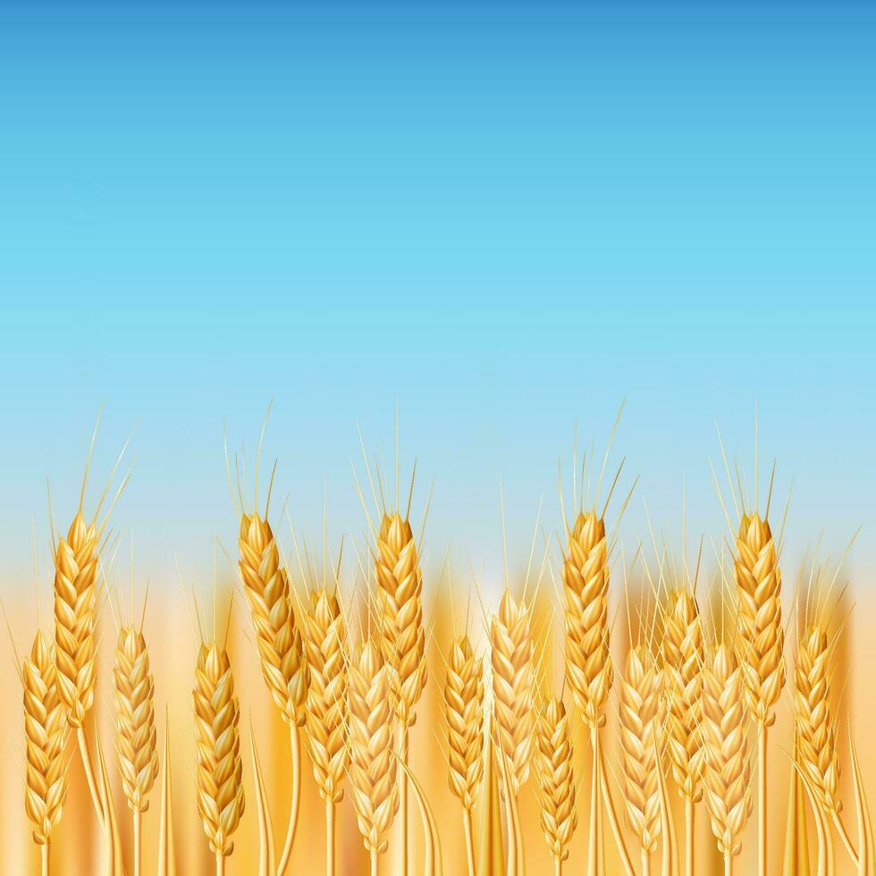 un' vivace vettore Immagine raffigurante un' d'oro Grano campo nel il ucraino campagna. ideale per agricoltura, agricoltura, e natura a tema disegni. illustrazione di maturo cereale colture sotto un' blu cielo