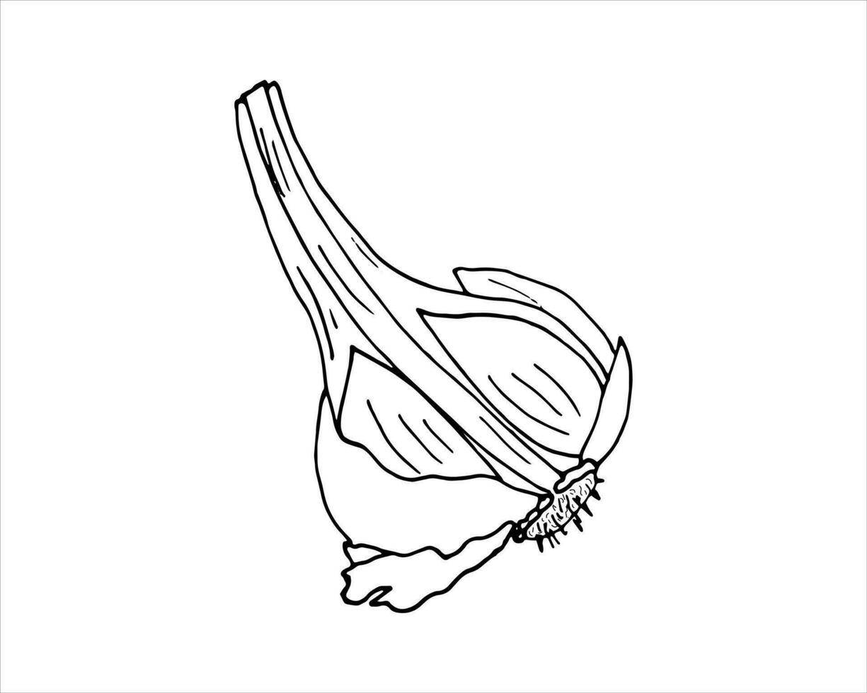 mano disegnato metà testa di aglio. vettore