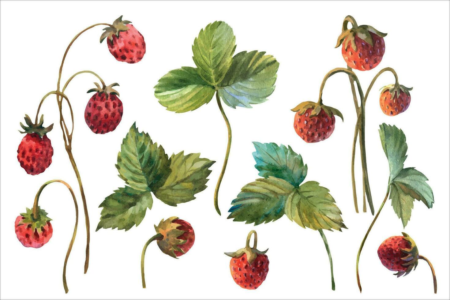 impostato di selvaggio fragole acquerello. disegnato a mano acquerello vettore illustrazione. fresco rosso frutti di bosco. verde foglie, brunch. isolato su bianca sfondo.