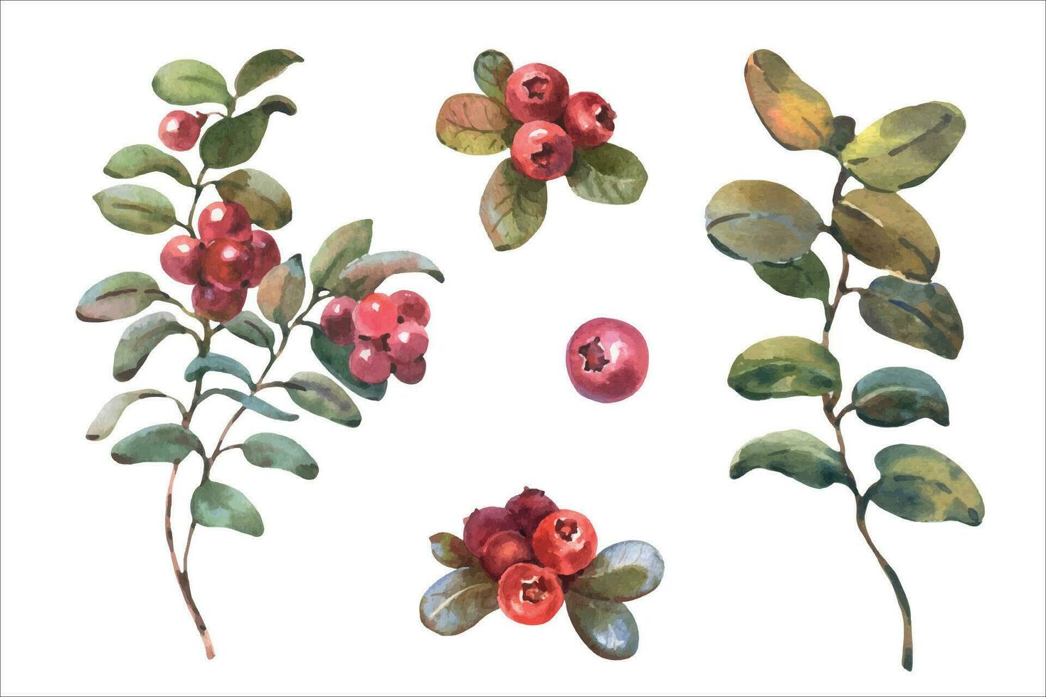 acquerello vettore illustrazione di mirtillo. rosso mirtilli rossi con verde le foglie. botanico mano dipinto illustrazione di foresta pianta