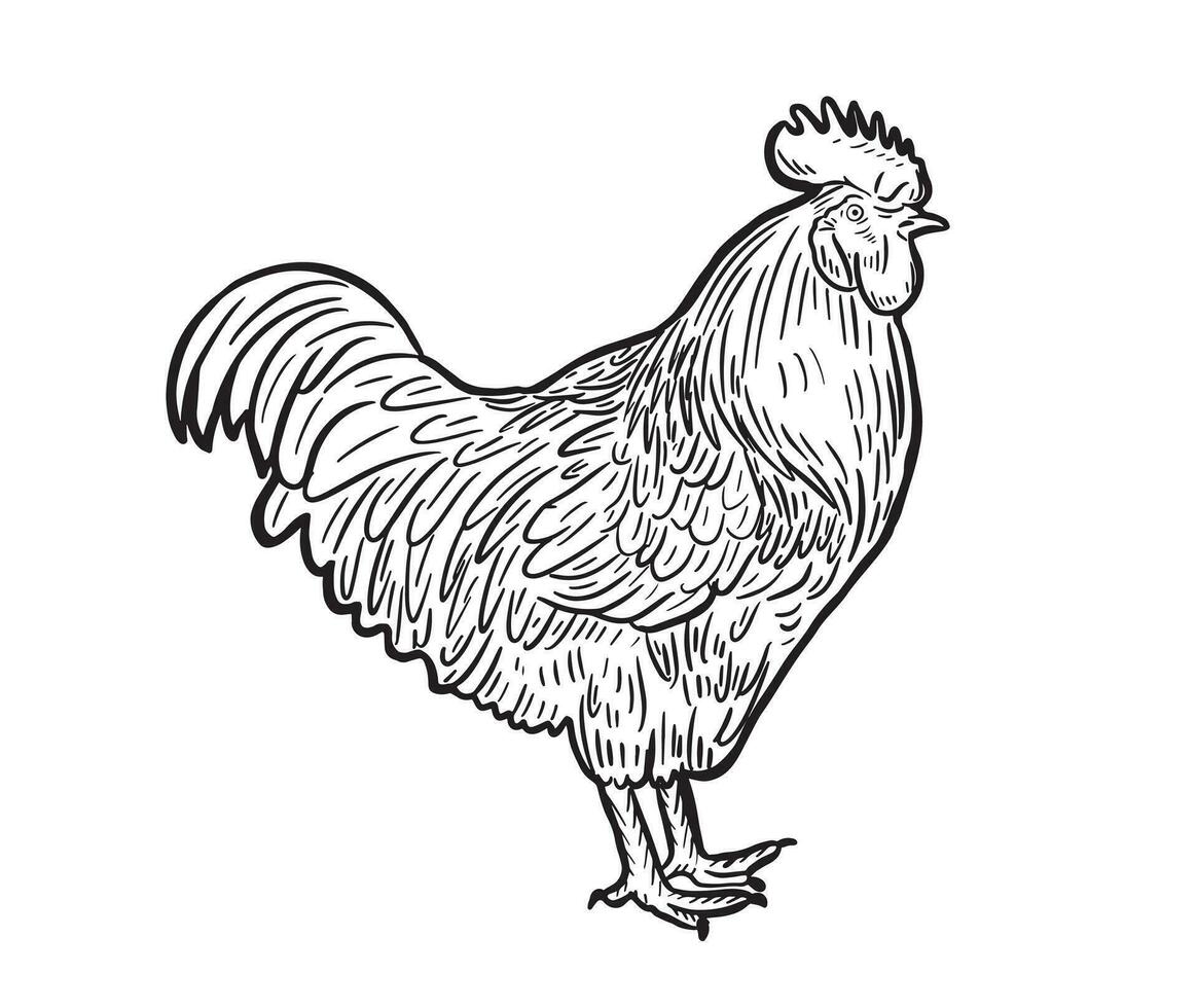 mano disegnato inchiostro illustrazione di Gallo cazzo. vettore illustrazione.