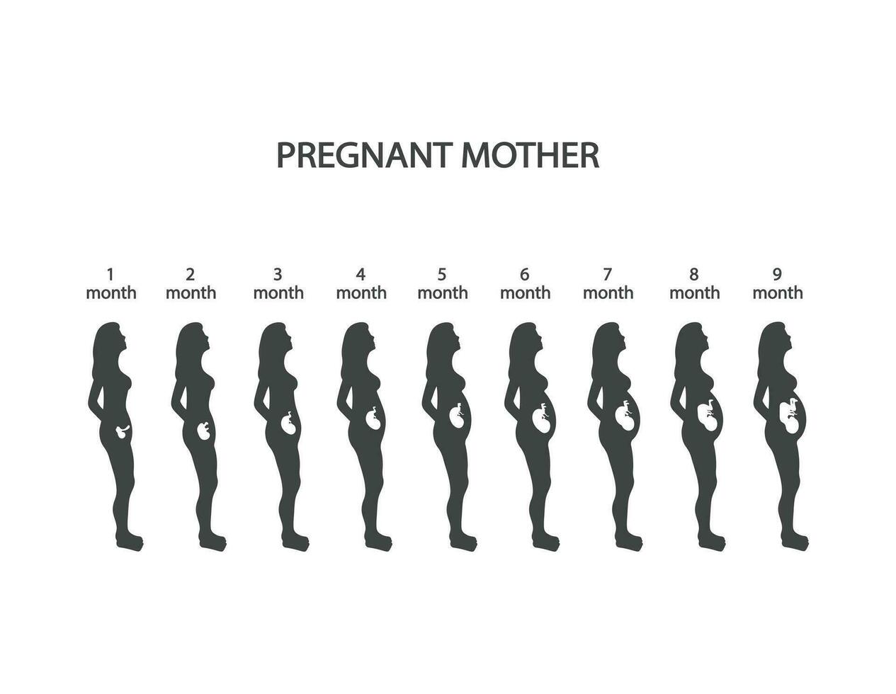silhouette di incinta donna, bambino disegno, 1 2 3 4 5 6 7 8 9 mesi, con in crescita feto, vettore illustrazione
