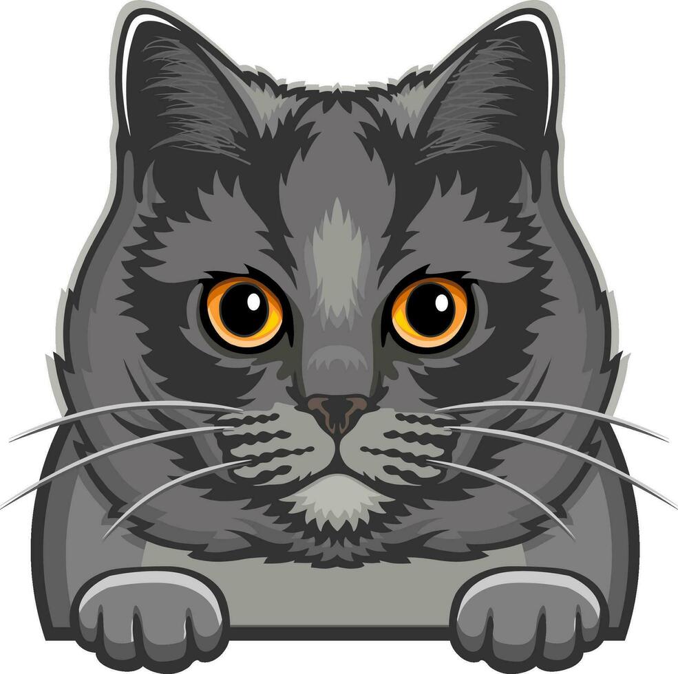 Britannico capelli corti gatto colore - sbirciando gatto, gatto digitale, gatto razza, animale domestico vettore, gatto testa, viso gatto vettore