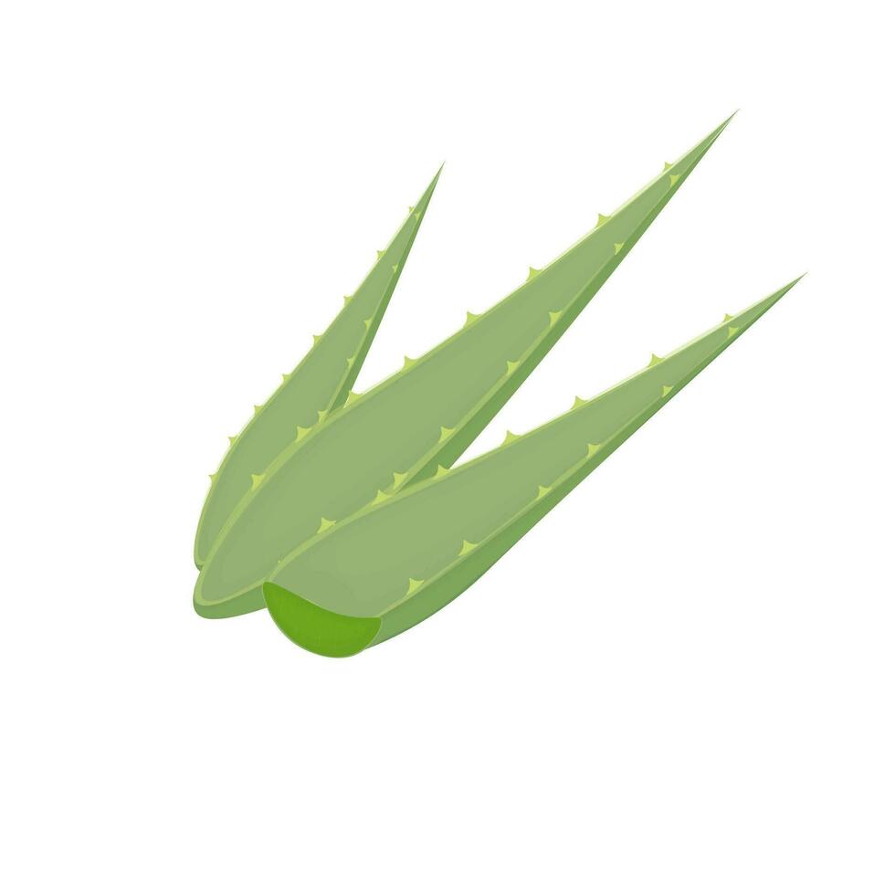 fresco aloe Vera realistico illustrazione logo vettore