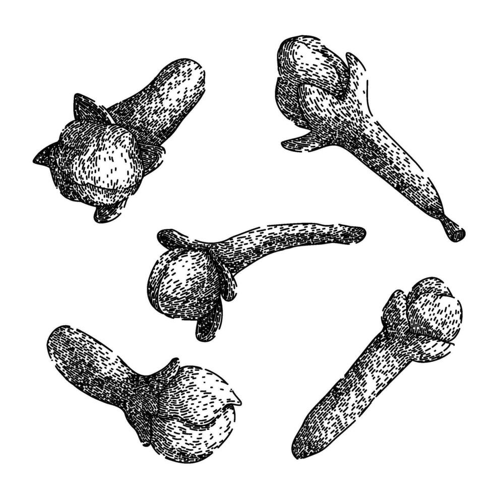 Chiodo di garofano Spezia impostato schizzo mano disegnato vettore