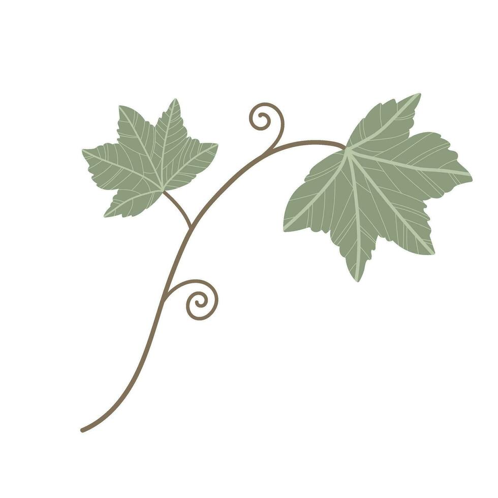 semplice zucca vite le foglie e pianta nel verde. mano disegnato elemento per autunno decorativo disegno, Halloween invito, raccogliere o ringraziamento vettore