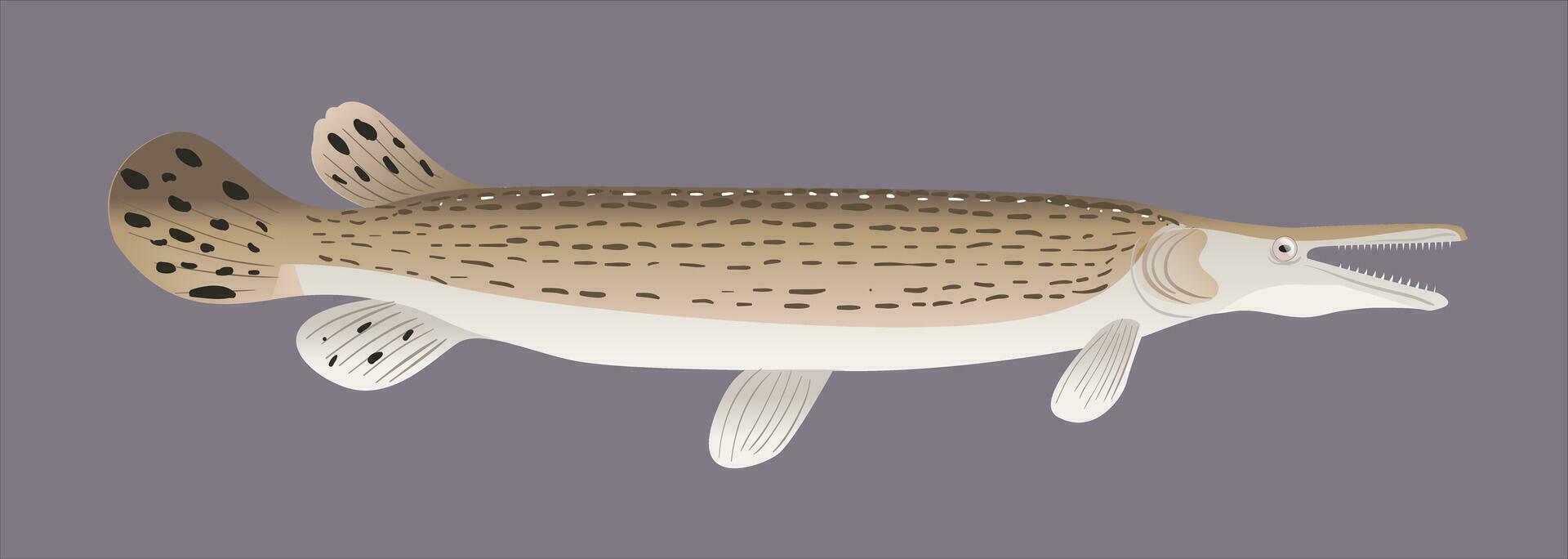 illustrazione predatore pesce, Barracuda pesce vettore