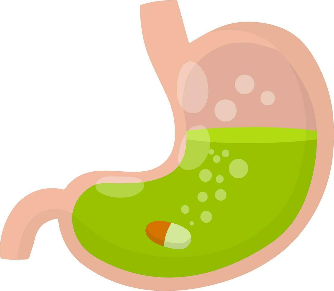 stomaco e pillola. dissoluzione droga. malattia di umano interno organo. cartone animato piatto illustrazione. assunzione medicinale. medico cura. dolore nel gonfiarsi. capsula e digestione. orale preparazione applicazione vettore