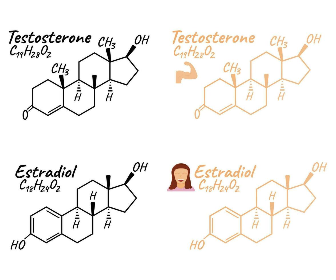 umano ormone estradiolo, testosterone concetto chimico scheletrico formula icona etichetta, testo font vettore illustrazione, isolato su bianca.