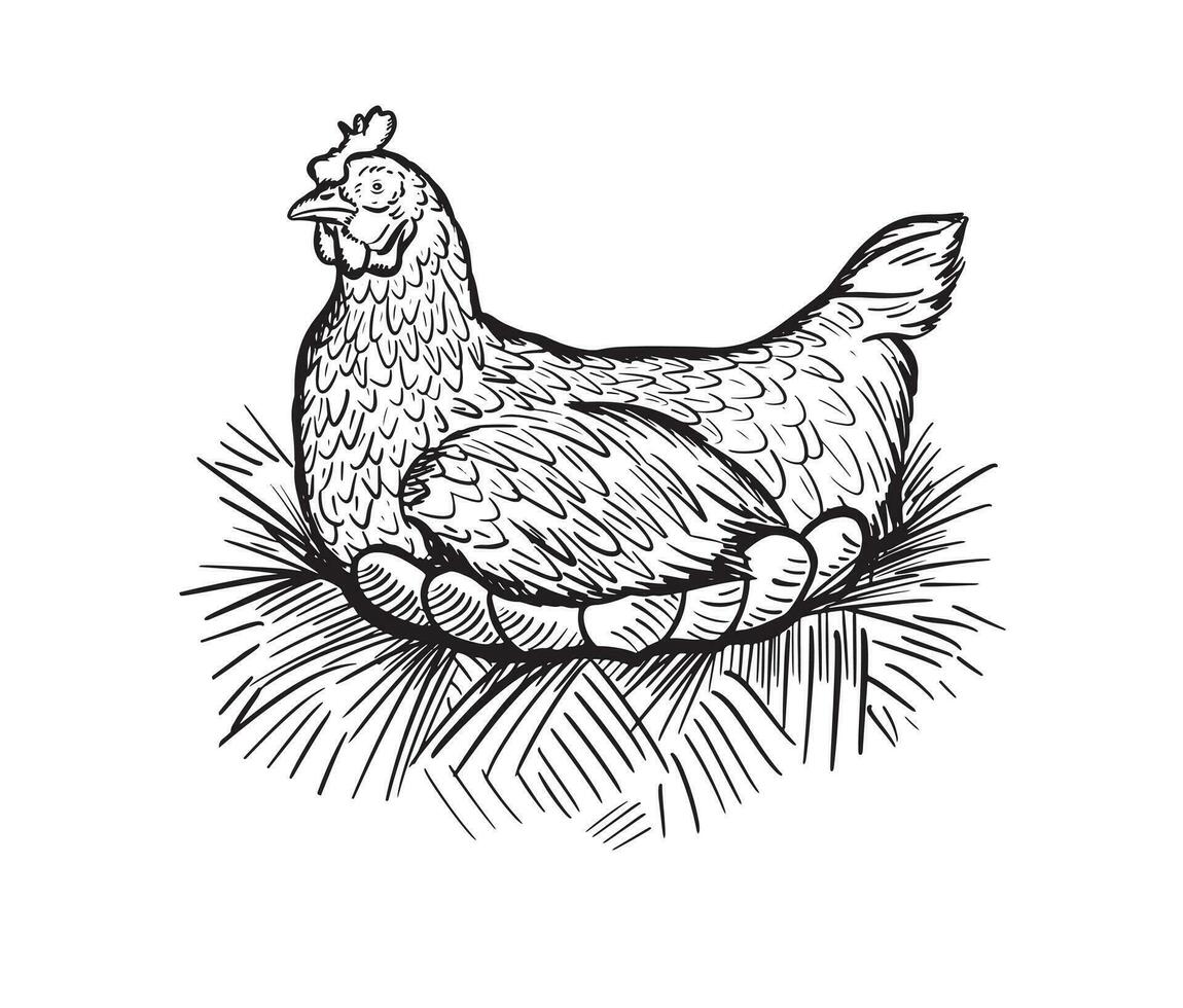 gallina su il nido schizzo. azienda agricola pollo con uova, Vintage ▾ illustrazione nel incisione style.vector illustrazione. vettore