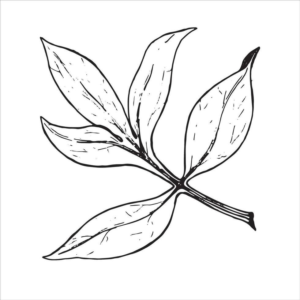 foglio. botanico foglia di peonia fiore. disegnato a mano su un' bianca sfondo, nel vettore formato. grafico disegno può essere Usato per il tuo design.