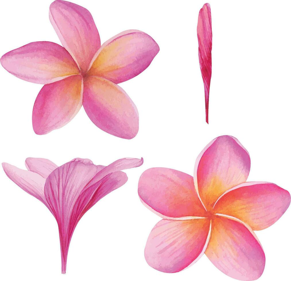 vettore tropicale plumeria, protea, Banana fiori clipart isolato senza sfondo. botanico acquerello illustrazione di tropicale impianti. Perfetto per carte, inviti, nozze e estate disegni.