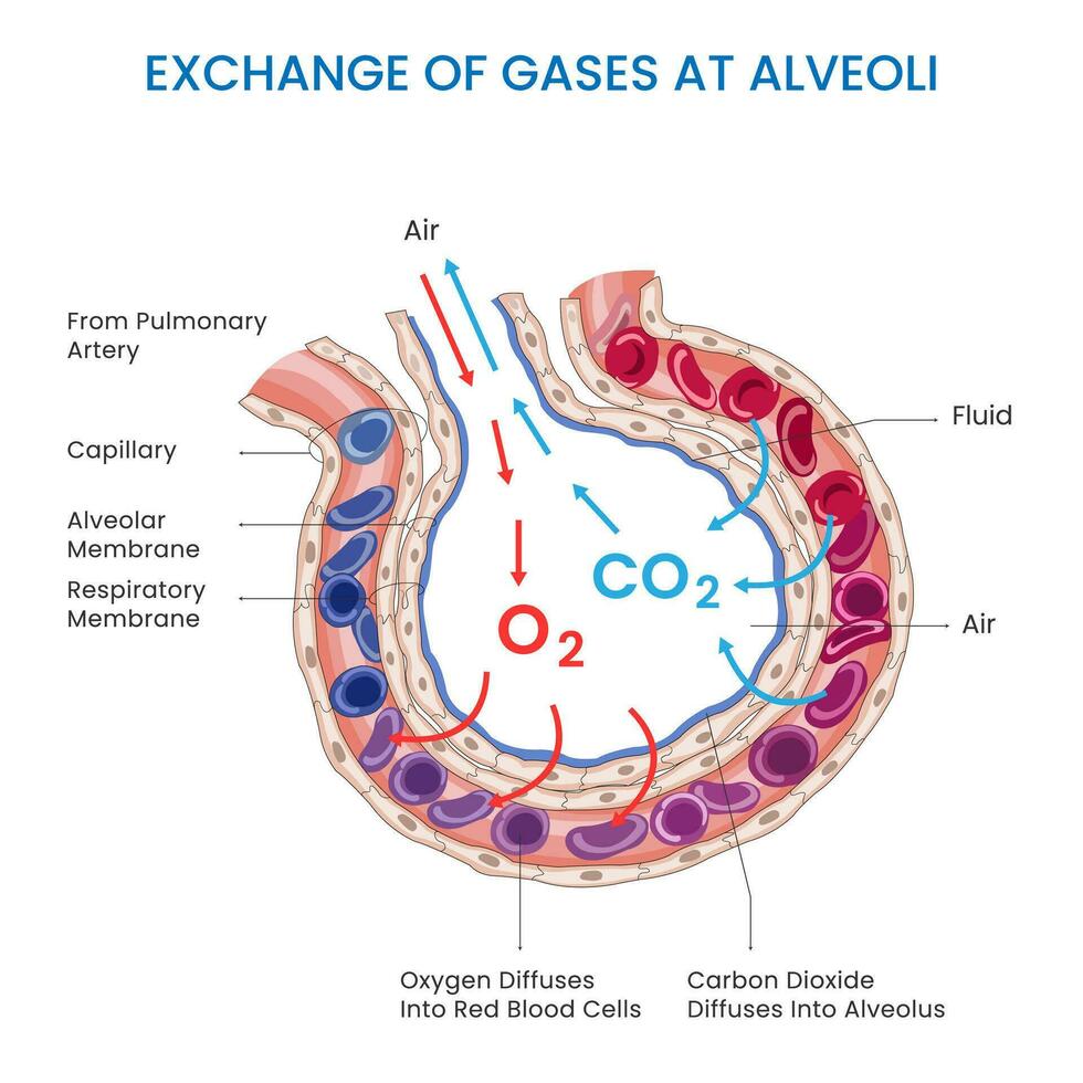 alveoli gas scambio, ossigeno in, carbonio biossido fuori, facilitando respirazione vettore