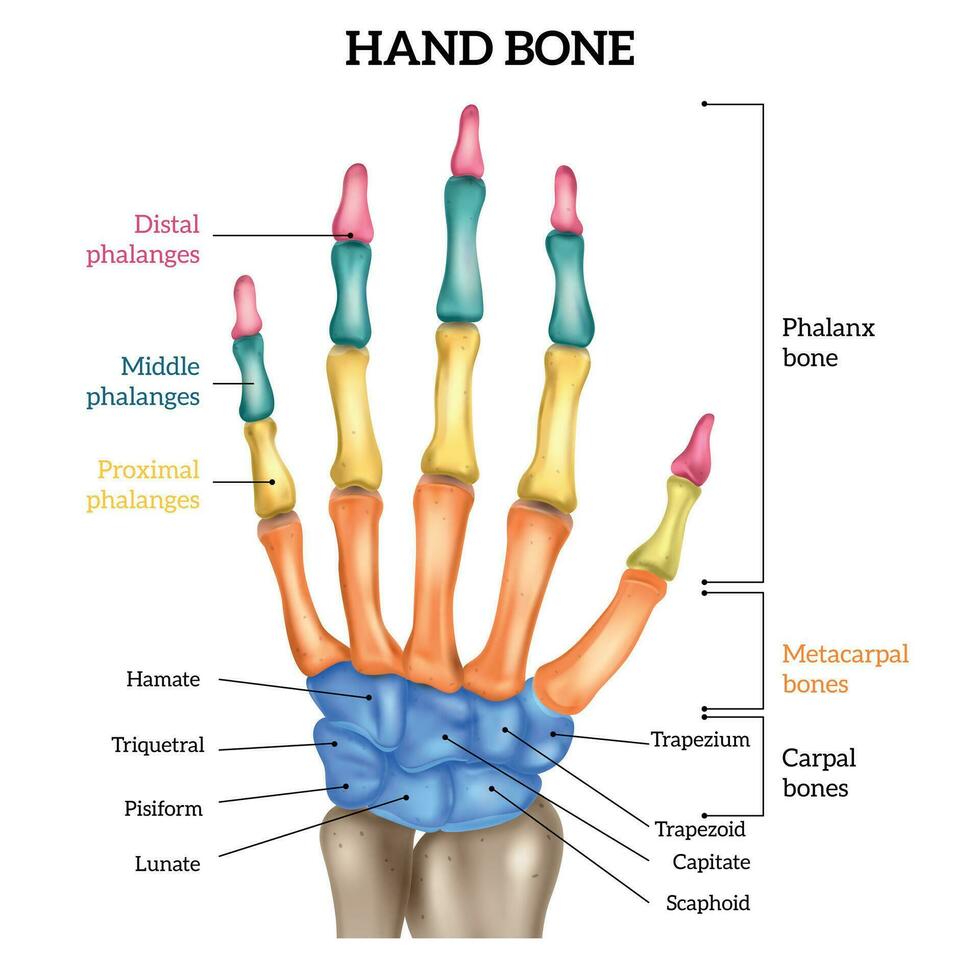 realistico mano anatomia vettore