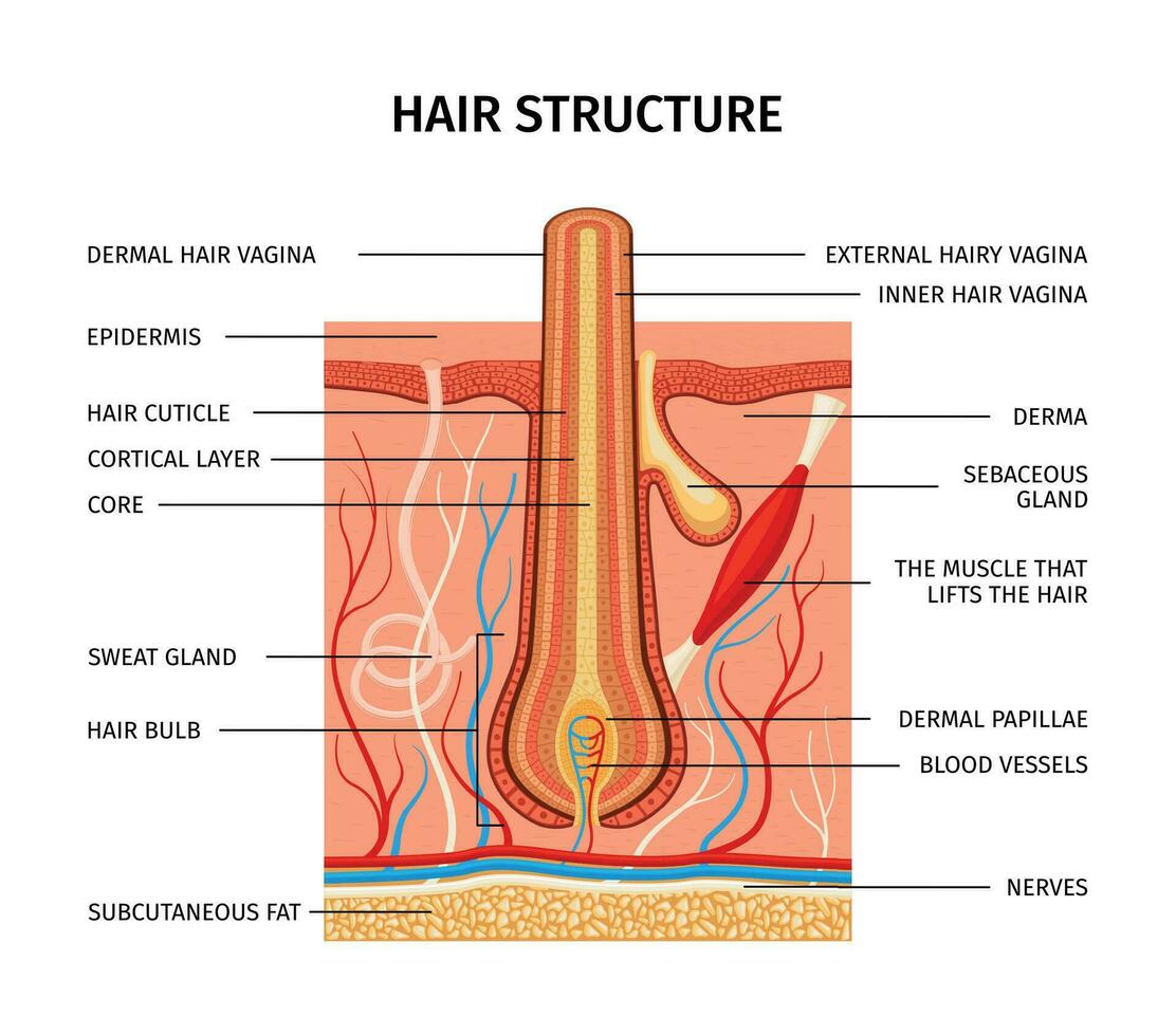 capelli struttura descrizione composizione vettore