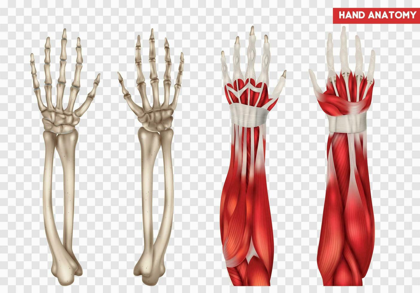 mano anatomia impostato vettore