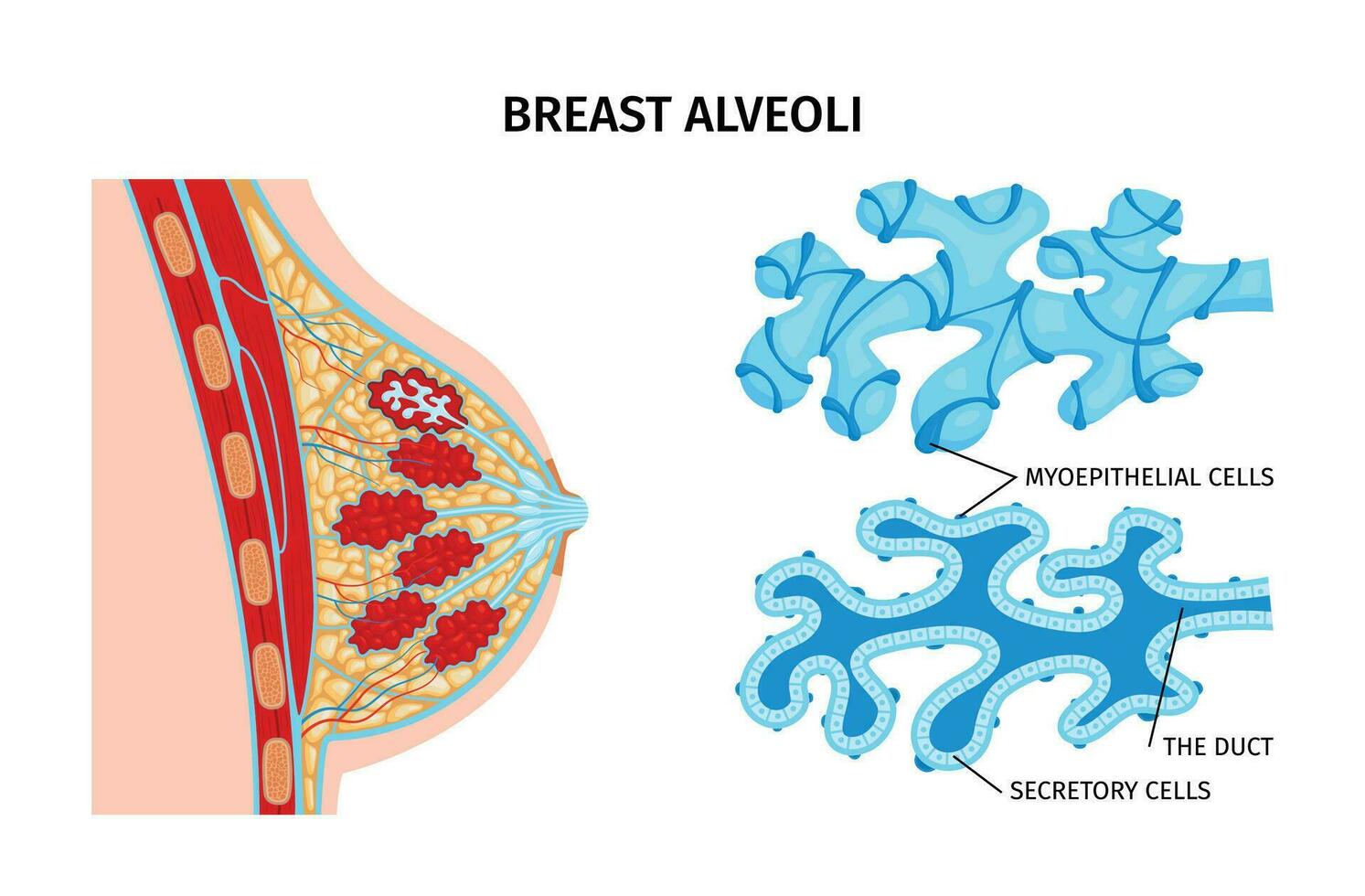 Seno alveoli anatomia composizione vettore