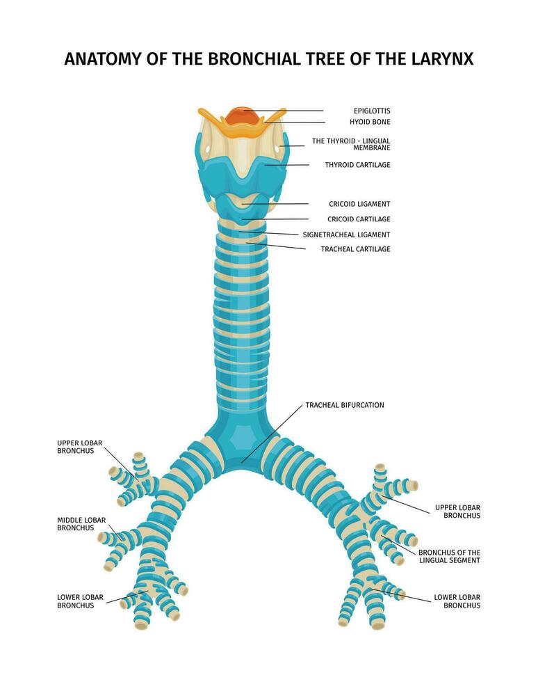 laringe bronchiale albero composizione vettore