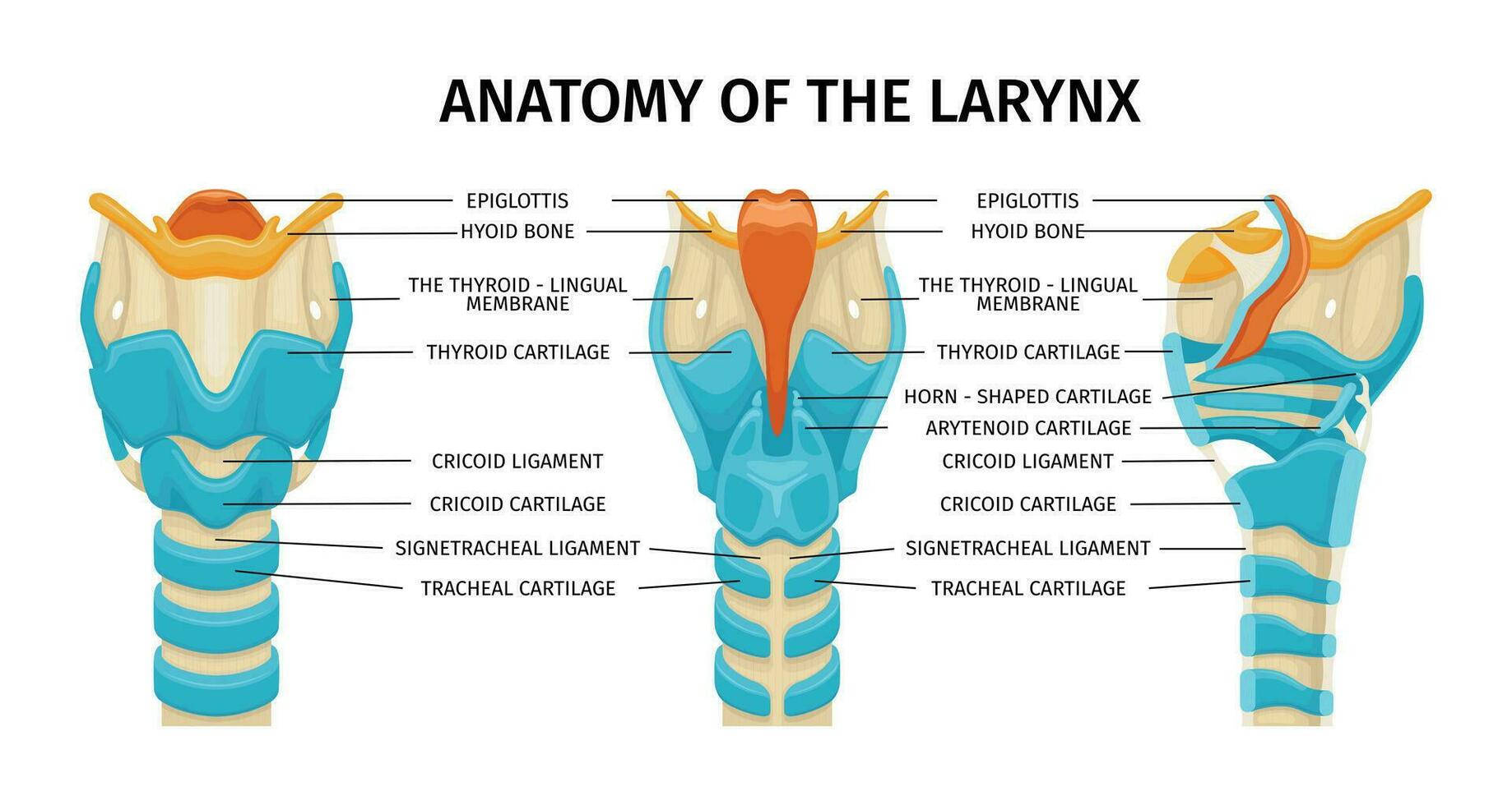 laringe cartilagine anatomia composizione vettore