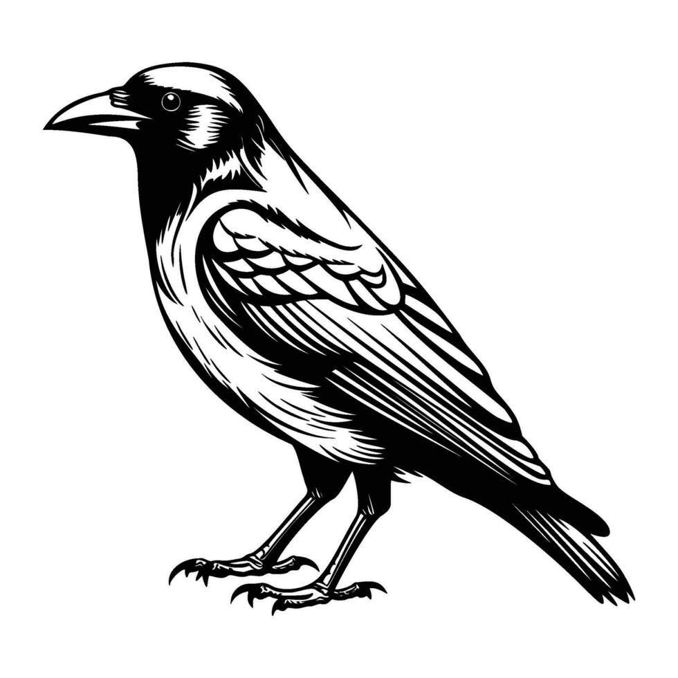 corvi silhouette, corvi portafortuna logo, corvi nero e bianca animale simbolo disegno, uccello icona. vettore