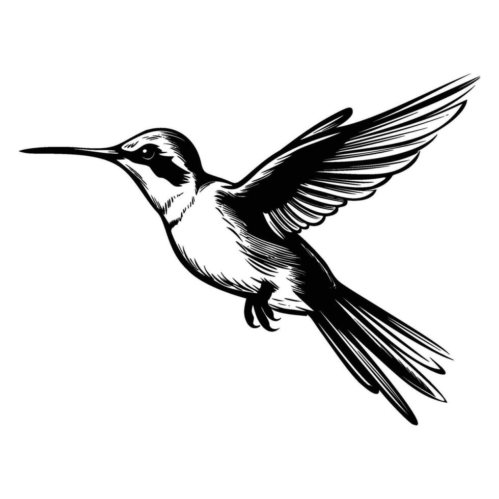 colibrì silhouette, colibrì portafortuna logo, colibrì nero e bianca animale simbolo disegno, uccello icona. vettore