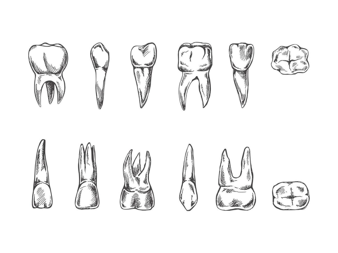 stomatologia mano disegnato impostare. mal di denti trattamento. denti schizzo. diverso tipi di umano dente. incisione zanne e molari. vettore