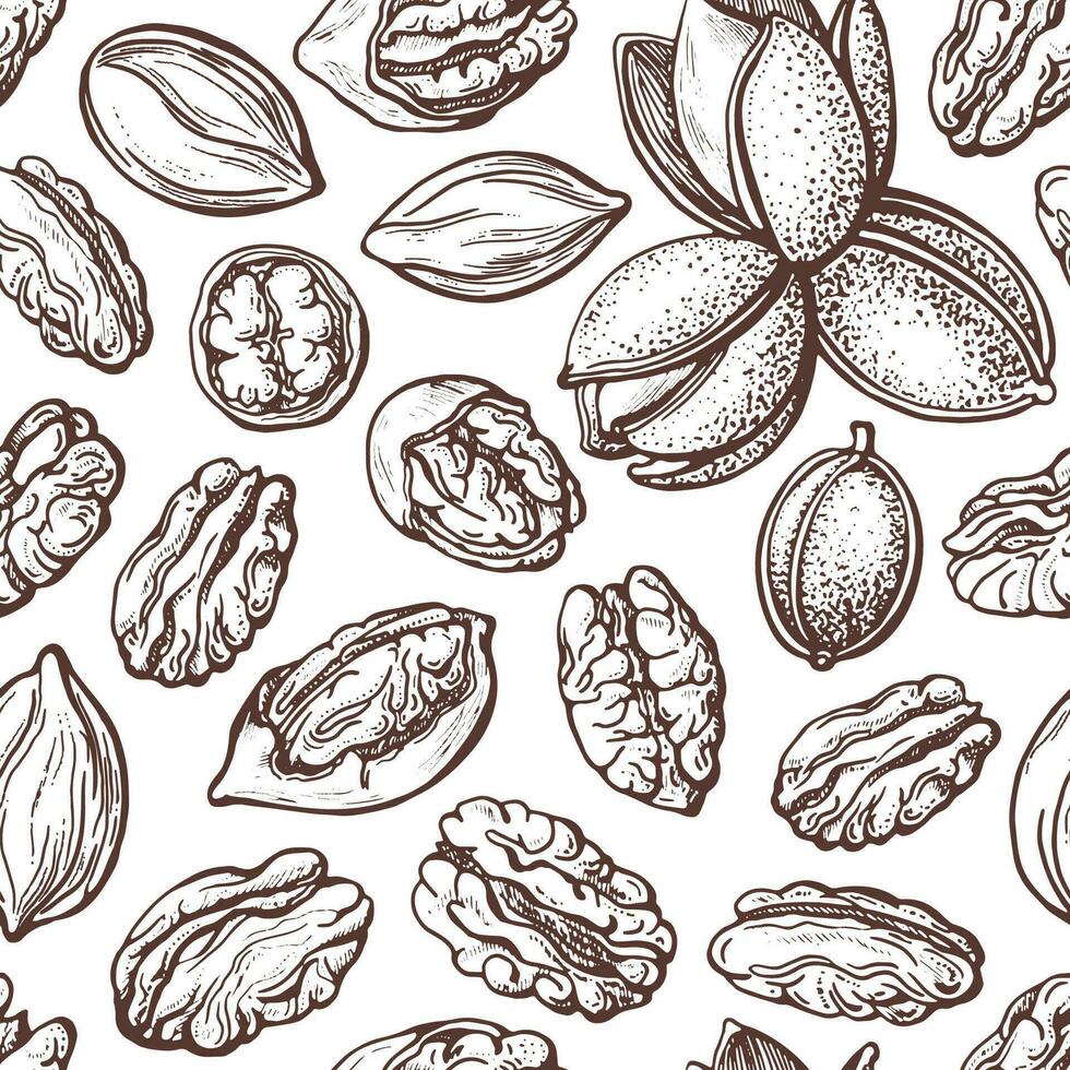 pecan Noce senza soluzione di continuità modello vettore disegnato vecchio schizzo