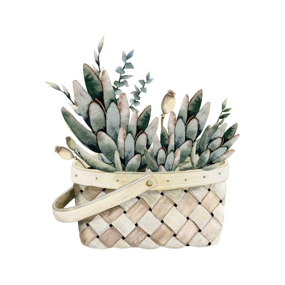 decorativo succulente impianti nel di vimini cestino vettore acquerello illustrazione, scandinavo interno, moderno fiori casa arredamento