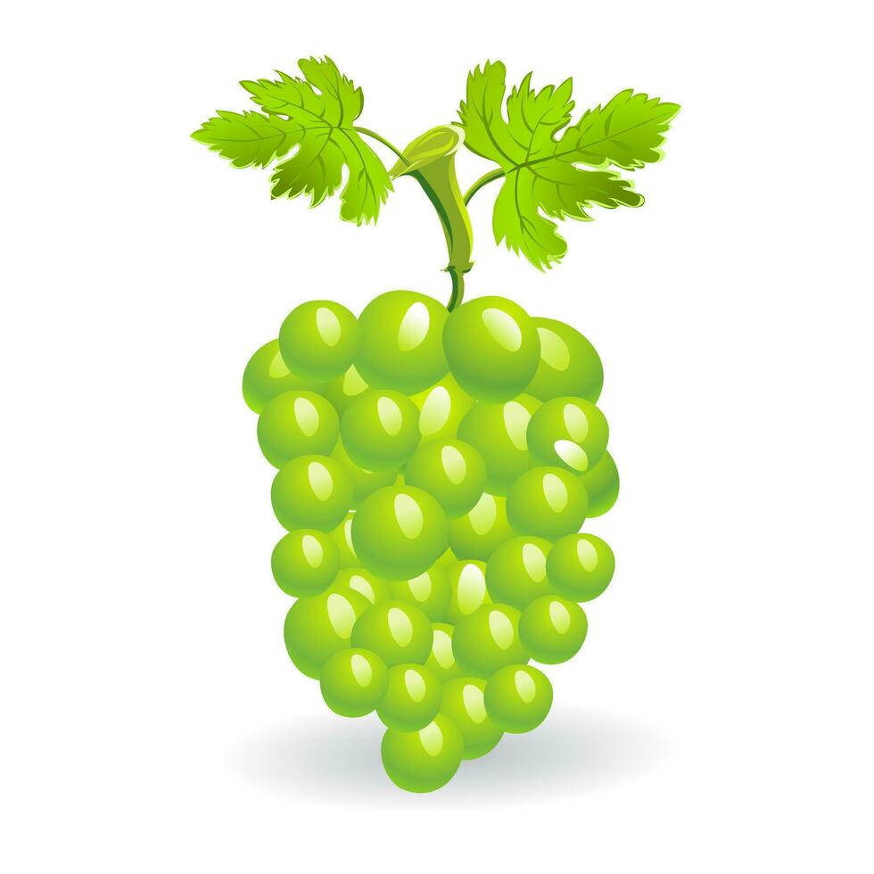 uva realistico composizione con verde e maturo uva isolato vettore