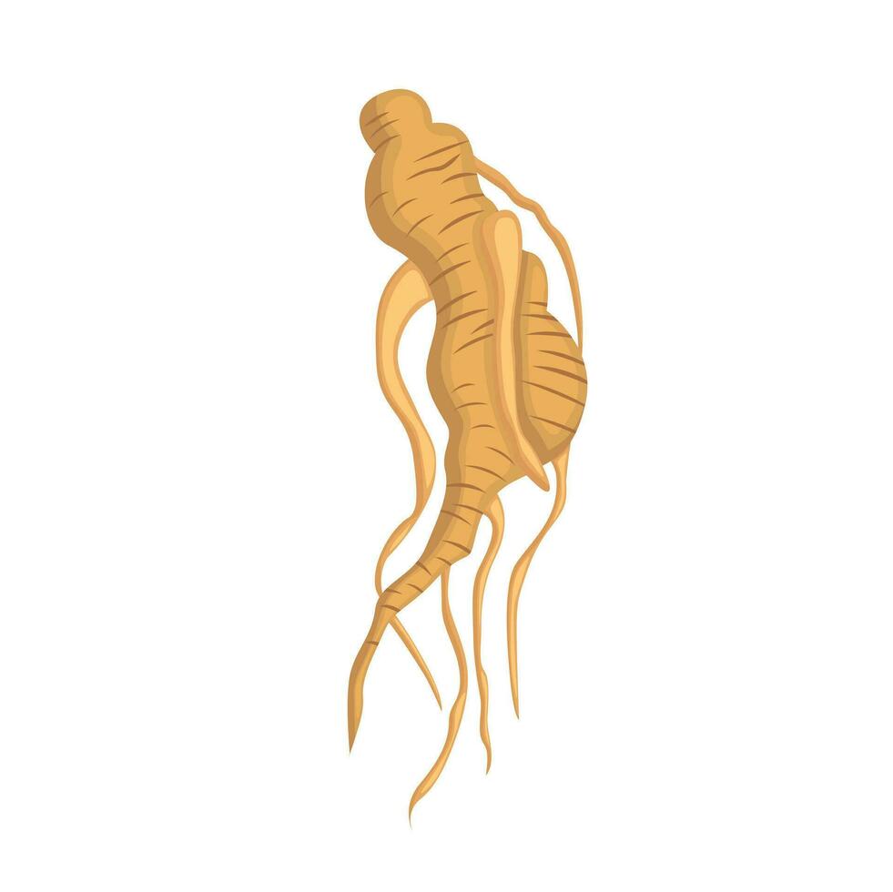 tradizionale ginseng spezie cartone animato illustrazione vettore clipart etichetta