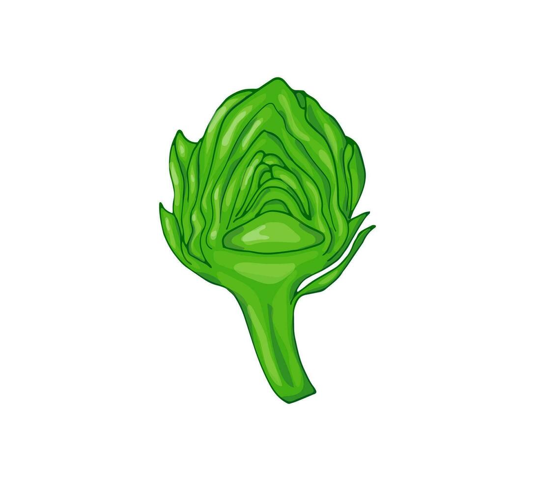tritato biologico carciofo isolato su bianca sfondo. verde verdura illustrazione. vettore