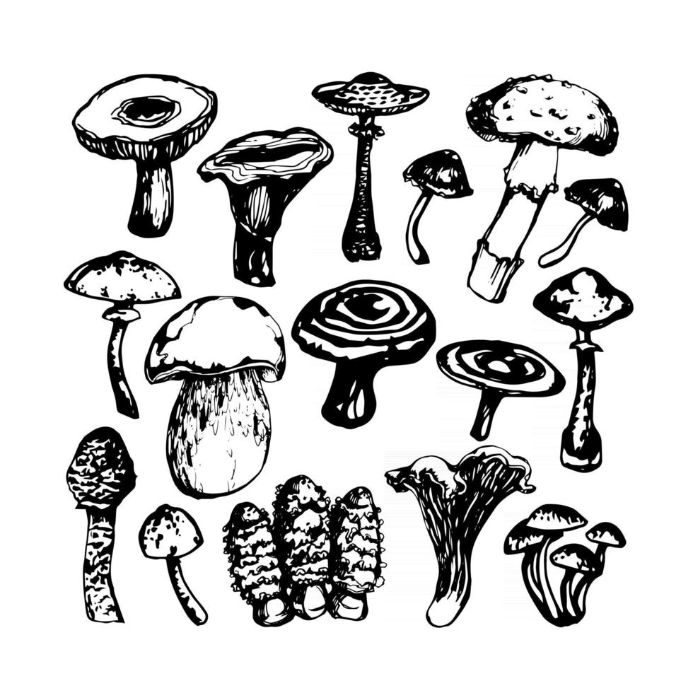 illustrazioni vettoriali in bianco e nero di funghi
